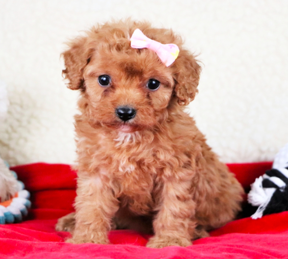 comprar cachorros sanos, baratos y asequibles para la venta